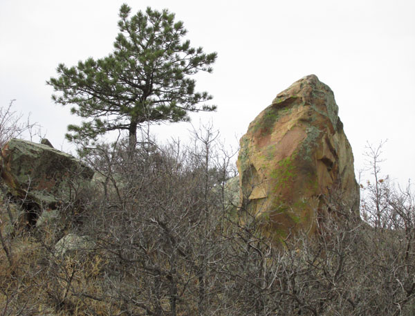Hawk Rock & Tree in Red Rocks Canyon
