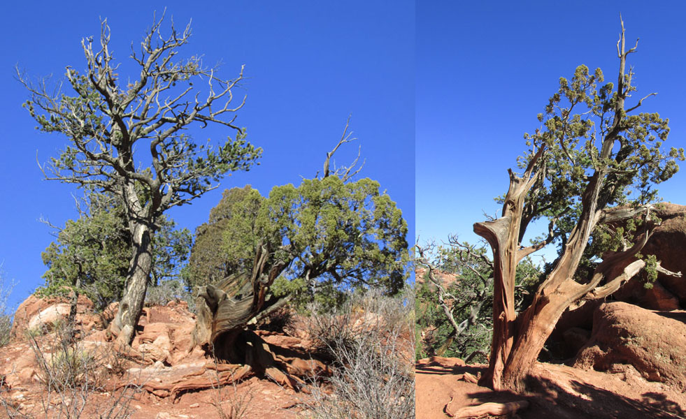 Ancient Cedars Still Alive & Growing