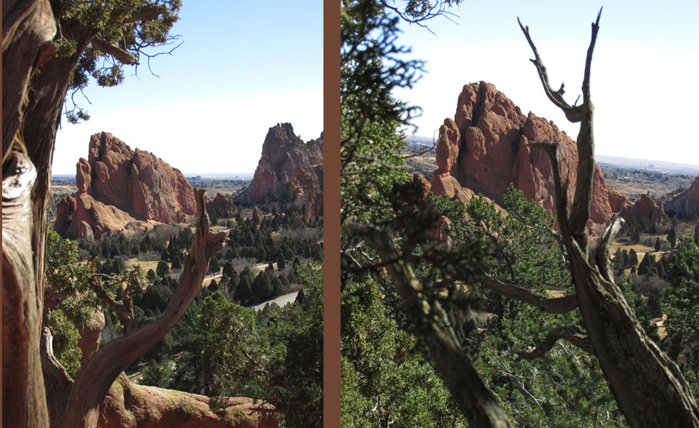 Ancient Cedar Trees frame Rock Formation in Garden of the Gods