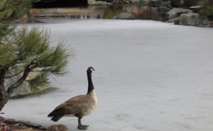 Goose on Icy Pond at Denver Botanical Gardens