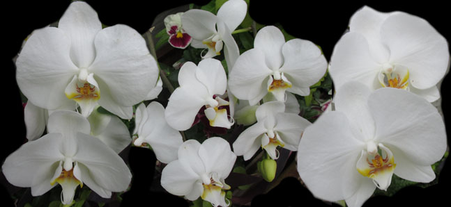 Innocent White Orchids at Denver Botanical Gardens