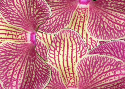 Orchid Puzzle Inspiration at Denver Botanical Gardens