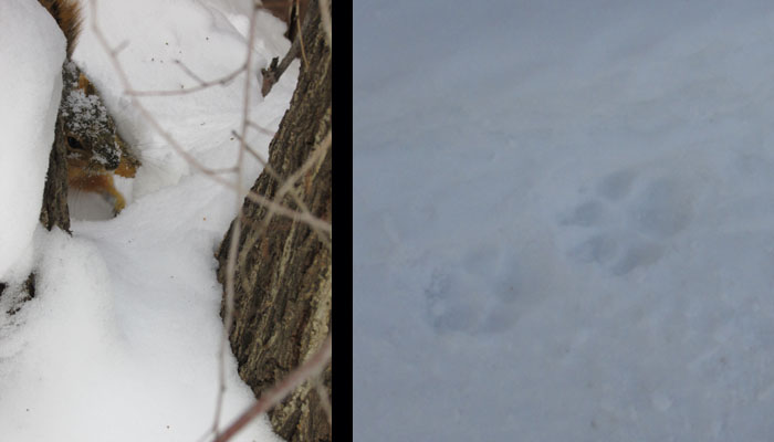 Squirrel & Tracks in Manitou Springs