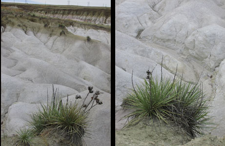 Yucca & White Formation at CO Paint Mines