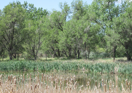 Cattail Pond at Fountain Valley Park