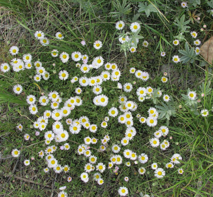 Daisy cluster in Lovell Gulch in Colorado