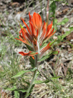 Indian Paintbrush in Lovell Gulch in Colorado