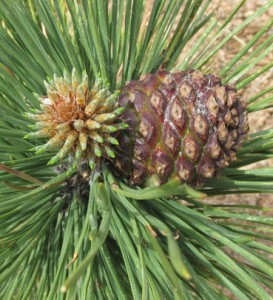 Pine Cones at Catamount