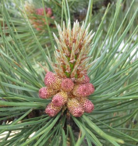 Red Pine Cones at Catamount