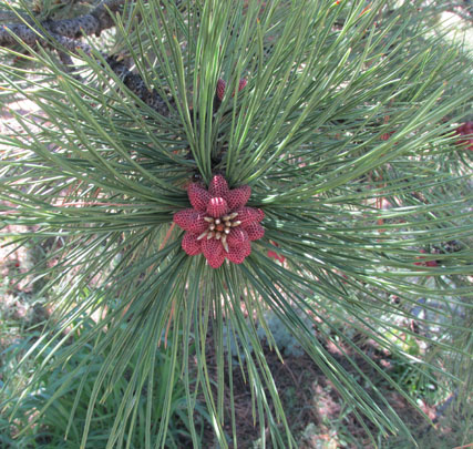 Pine Cones Forming in Lovell Gulch Colorado