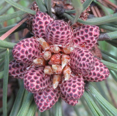 Pine Cones Forming in Lovell Gulch Colorado