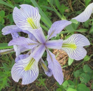 Wild Iris at Lovell Gulch Colorado