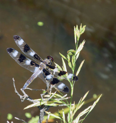 DragonFly at Bevers Pond