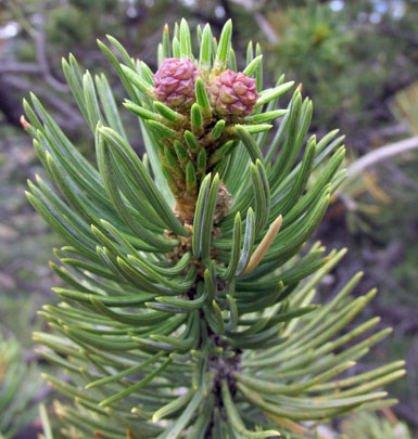 Pine cones on Interman Trail