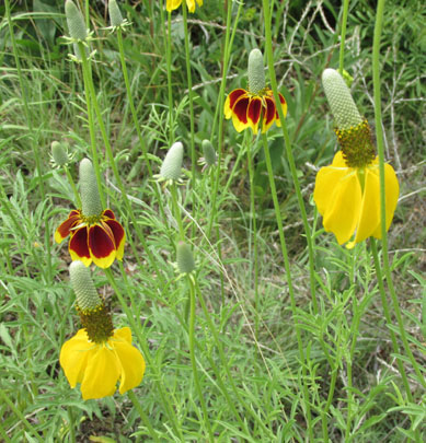 Prairie Cornflower 2 colors