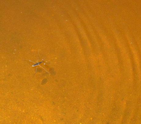 Water Bug in Bevers Pond