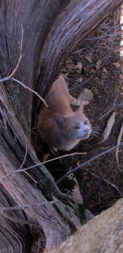 Manitou Springs Hiking Cat